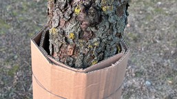 opaska z tektury falistej na drzewa owocowe. nie będzie robaków, jeśli owiniesz nią pień śliwy! kiedy zakładać opaski? na drzewka owocowe