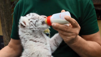Nagyon cuki videó: így cumiznak a felsőlajosi állatkert kistigrisei