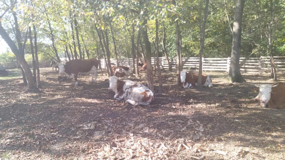 Gazdinstvo Stanišić