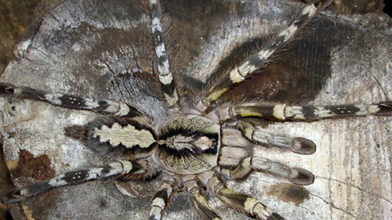 Na Madagaskarze odkryto najdłuższą utkaną przez pająka sieć, o długości 25 metrów i polu 2,8 m kwadratowych - informuje serwis bbc.co.uk. Naukowcy twierdzą, że sieć zbudowana została z najwytrzymalszego znanego człowiekowi biomateriału.
