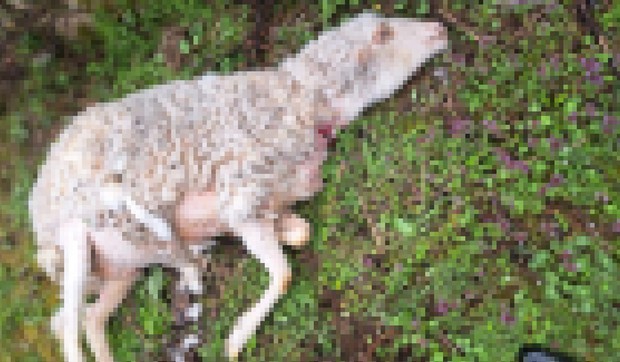 Psi lutalice rastrgli stado ovaca kod Požege