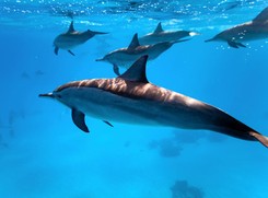 Sąsiad Polski przygotowuje oddział bojowych delfinów