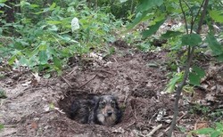 Mężczyzna zakopał żywcem psa. Teraz zatrzymała go policja