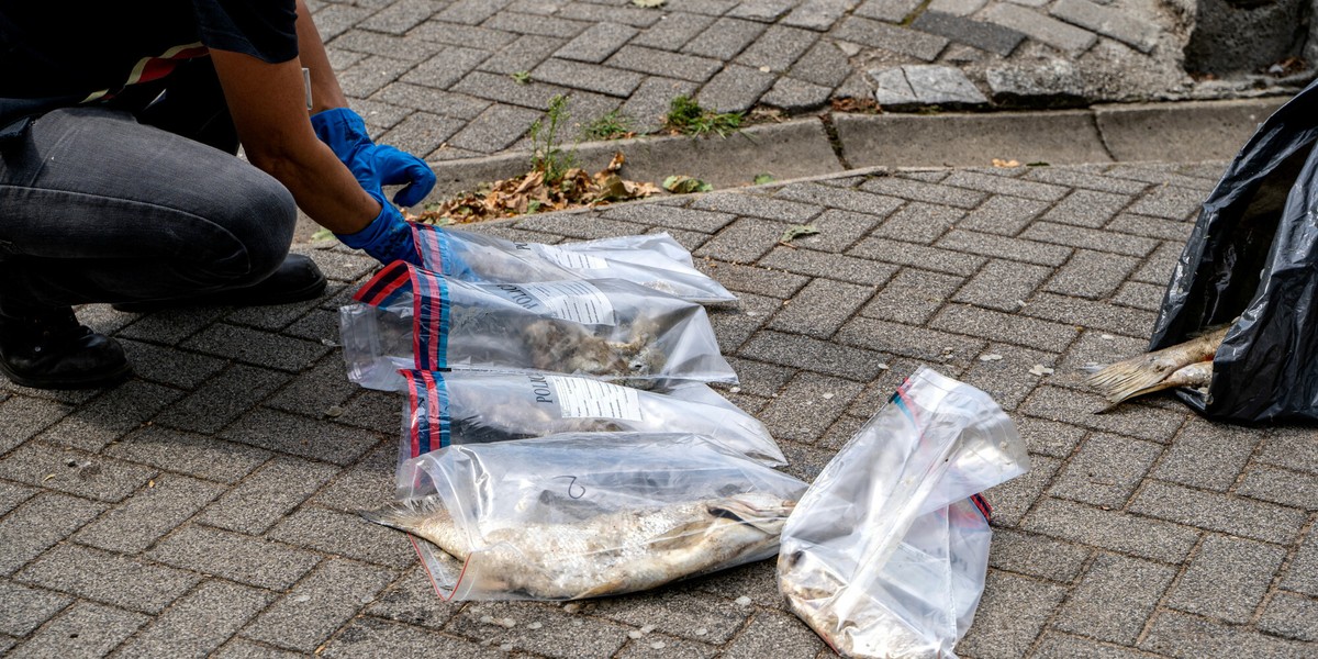 Policja z Zielonej góry zabezpiecza ryby padłe w wyniku skażenia Odry.