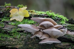 Nazywane są 'leśnym mięsem'. Grzyby idealne dla tych, którzy chcą schudnąć