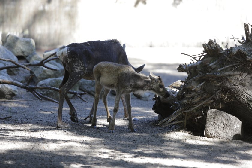 Zoo Wrocław