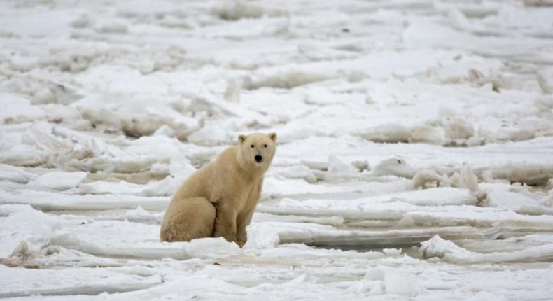 There's good news and bad news for polar bears