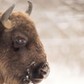 Bison winter day in the snow