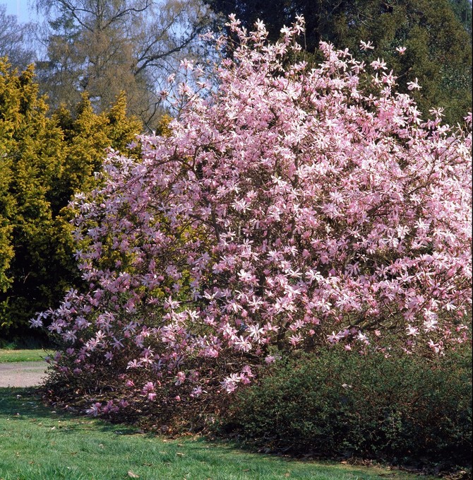Nega i uzgoj magnolije