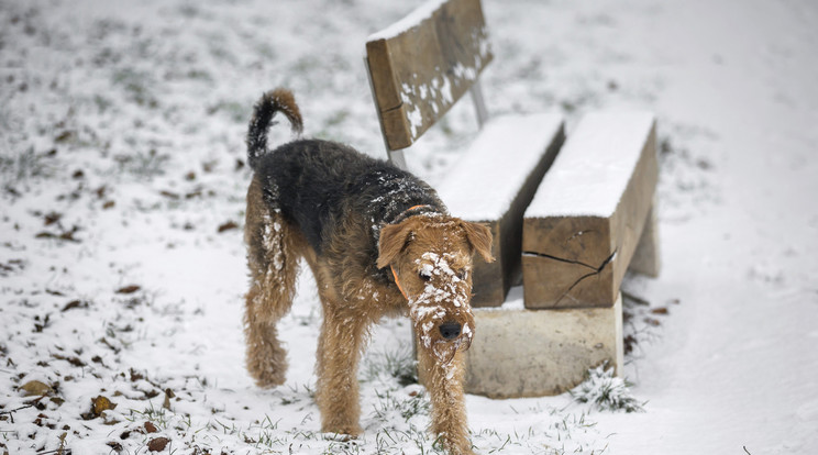 A kutya hideg
mellé hófehér 
takaró is dukál/Fotó:MTI -Mohai Balázs