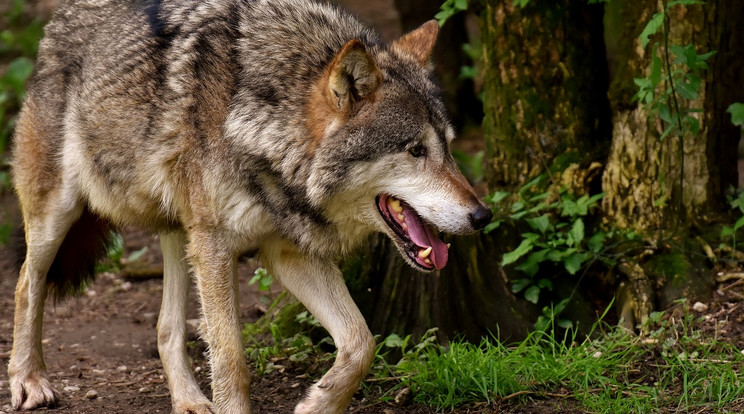 Fél tucat juhot marcangolt szét két farkas egy kárpátaljai portán /Illusztráció: Pixabay