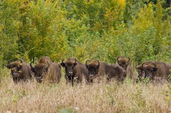 Około jedna piąta gatunków roślin i zwierząt Europy jest zagrożona wymarciem