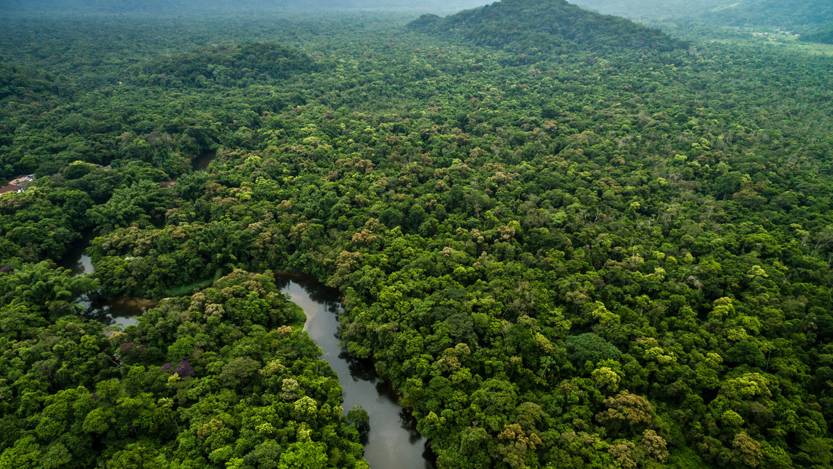 Amazonia wycinana w rekordowym tempie