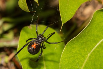Fekete özvegy (Latrodectus mactans)Jellegzetes, fényes fekete pók, a potrohán piros homokóra-mintával. Az USA déli részén, Dél-Amerikában és mediterrán országokban gyakori. Csípés tünetei: égő fájdalom, izomgörcsök, izzadás, hányinger, vérnyomás-emelkedés. Súlyos esetben légzési nehézségek is kialakulhatnak.