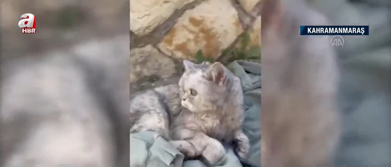 Mačka Han nađena 49 dana od razornog zemljotresa