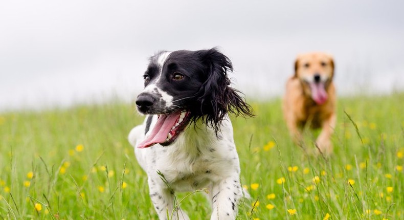 dogs running