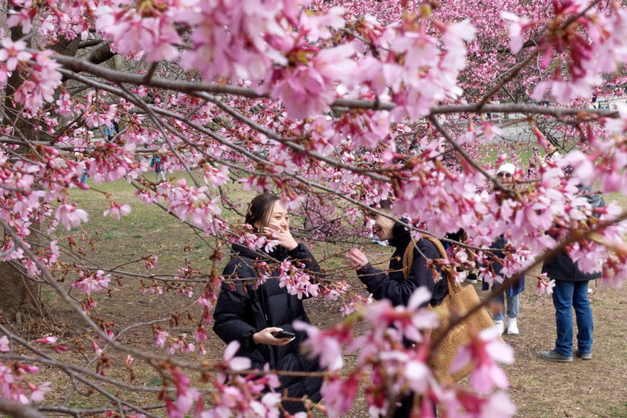 Kwitnące wiśnie w Central Parku / fot. China News Service/Getty Images