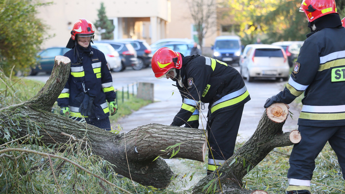 Opole: Orkan Grzegorz. Kierowca przygnieciony konarem. Umorzono śledztwo