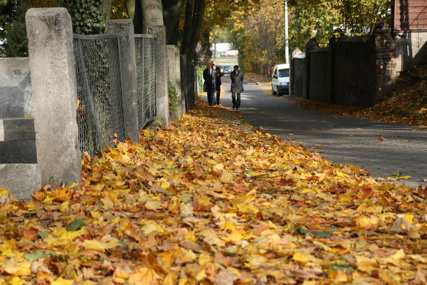 liście na chodnikach w Trójmieście