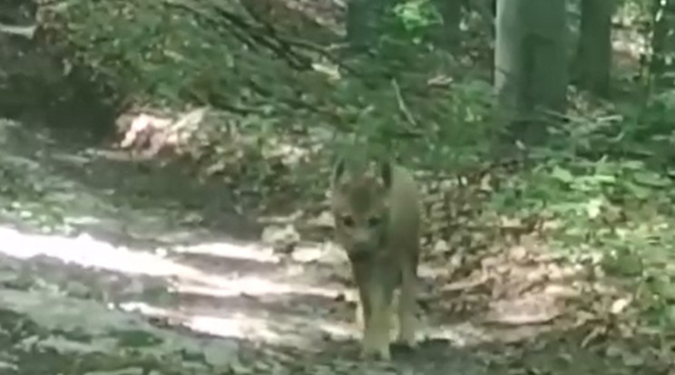 Néhány hónapos farkas kölyök bóklászott a bükki erdőben / Fotó: RTL Híradó