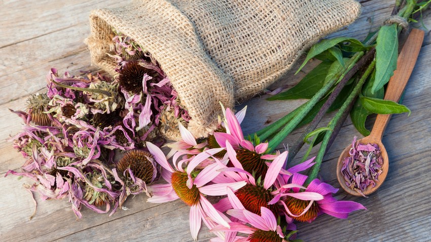 bíbor kasvirág, echinacea, fertőzés, immunerősítő, meghülés, nátha