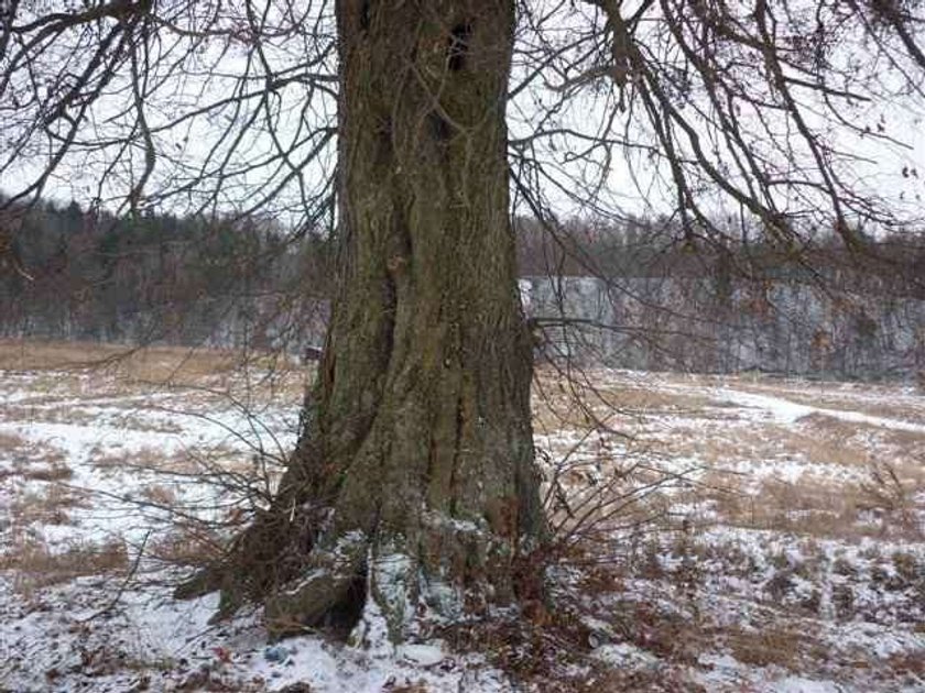 Uratowali szczeniaki