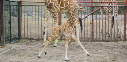 Zobacz nowego mieszkańca zoo. Sama słodycz!