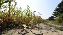 Tegoroczna susza w Polsce może być największa od 50 lat
