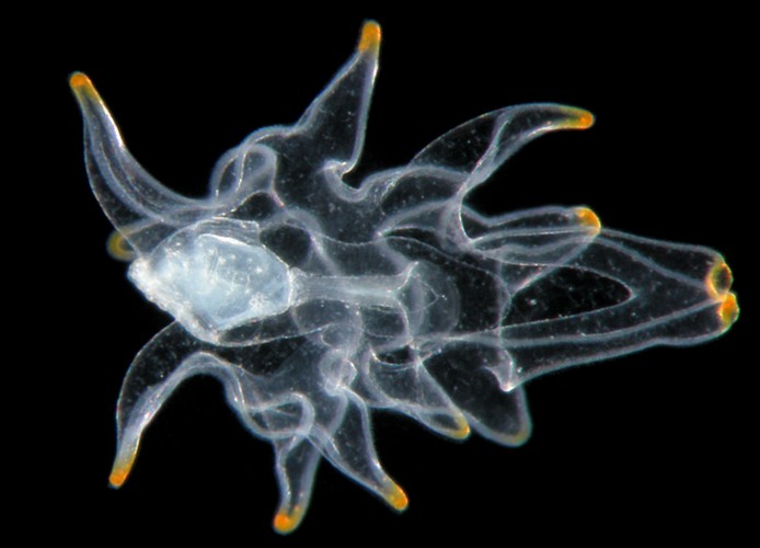 Larwa rozgwiazdy, wyróżnienie