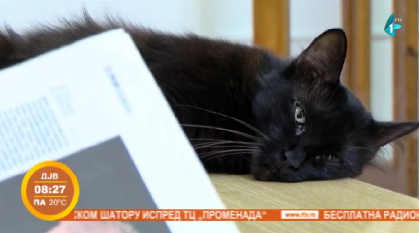 Mačka Ognjenka, biblioteka Vršac