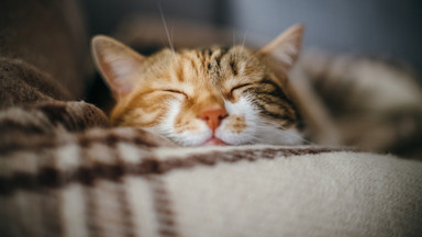Co oznacza pozycja, w jakiej śpi twój kot? [INFOGRAFIKA]