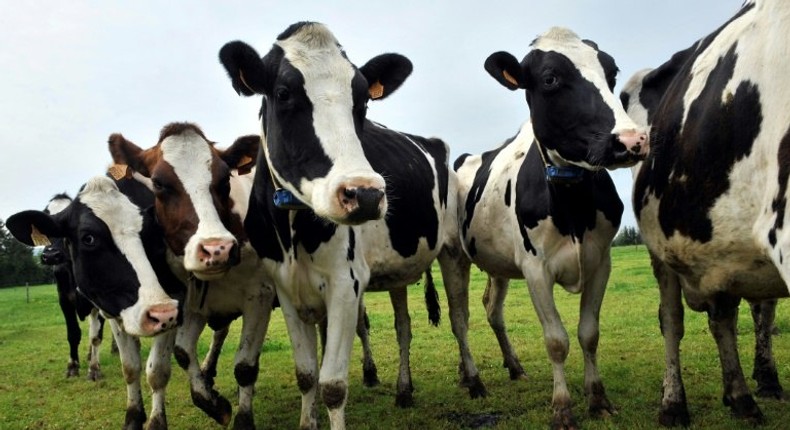 Bulent Tunc, head of the Turkish Association of Red Meat Producers, said a consignment of 40 Holstein cattle was being sent back to the Netherlands