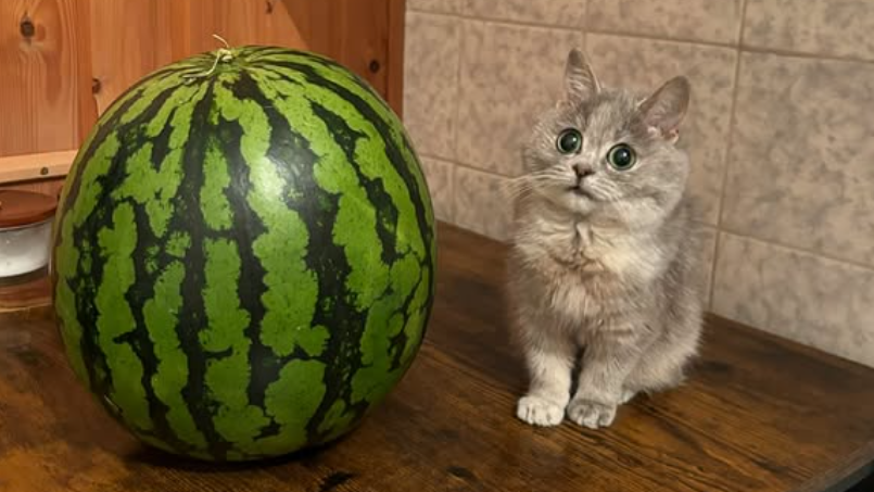 Miniatúrna mačka Masi.