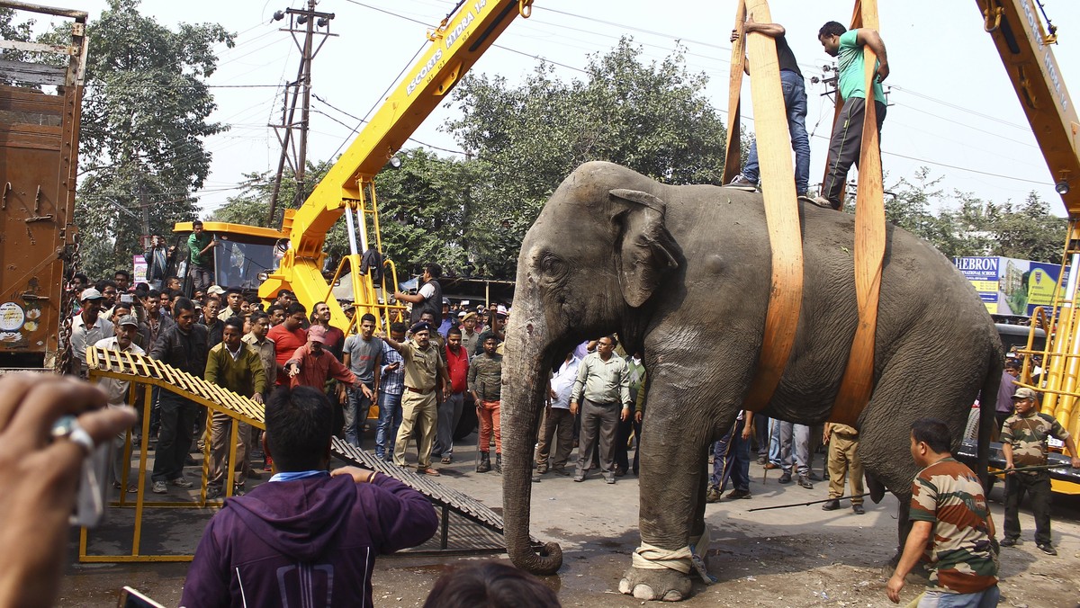 A wild elephant is loaded onto a truck after it was tranquilized in Siliguri