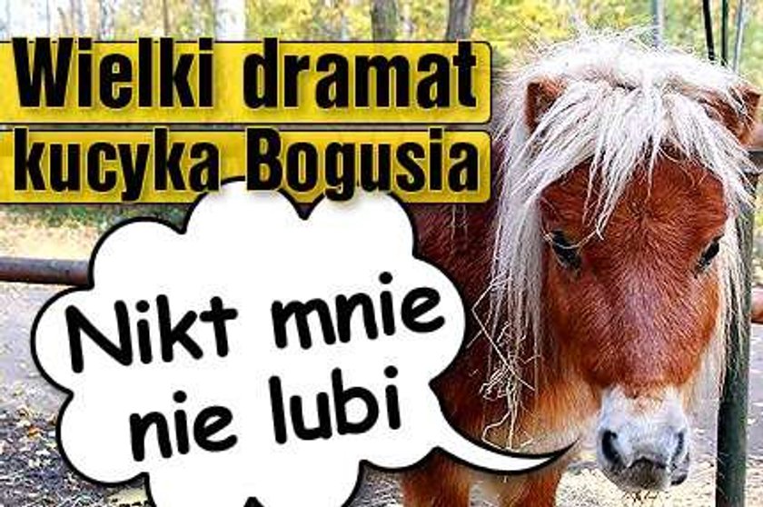 Wielki dramat kucyka Bogusia. Nikt go nie lubi