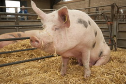 Ludzka trzustka hodowana w świni - BBC pokazuje “Nowy wspaniały świat” w realu