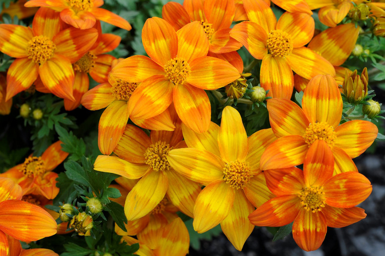 Bidens "Hot & Spicy"