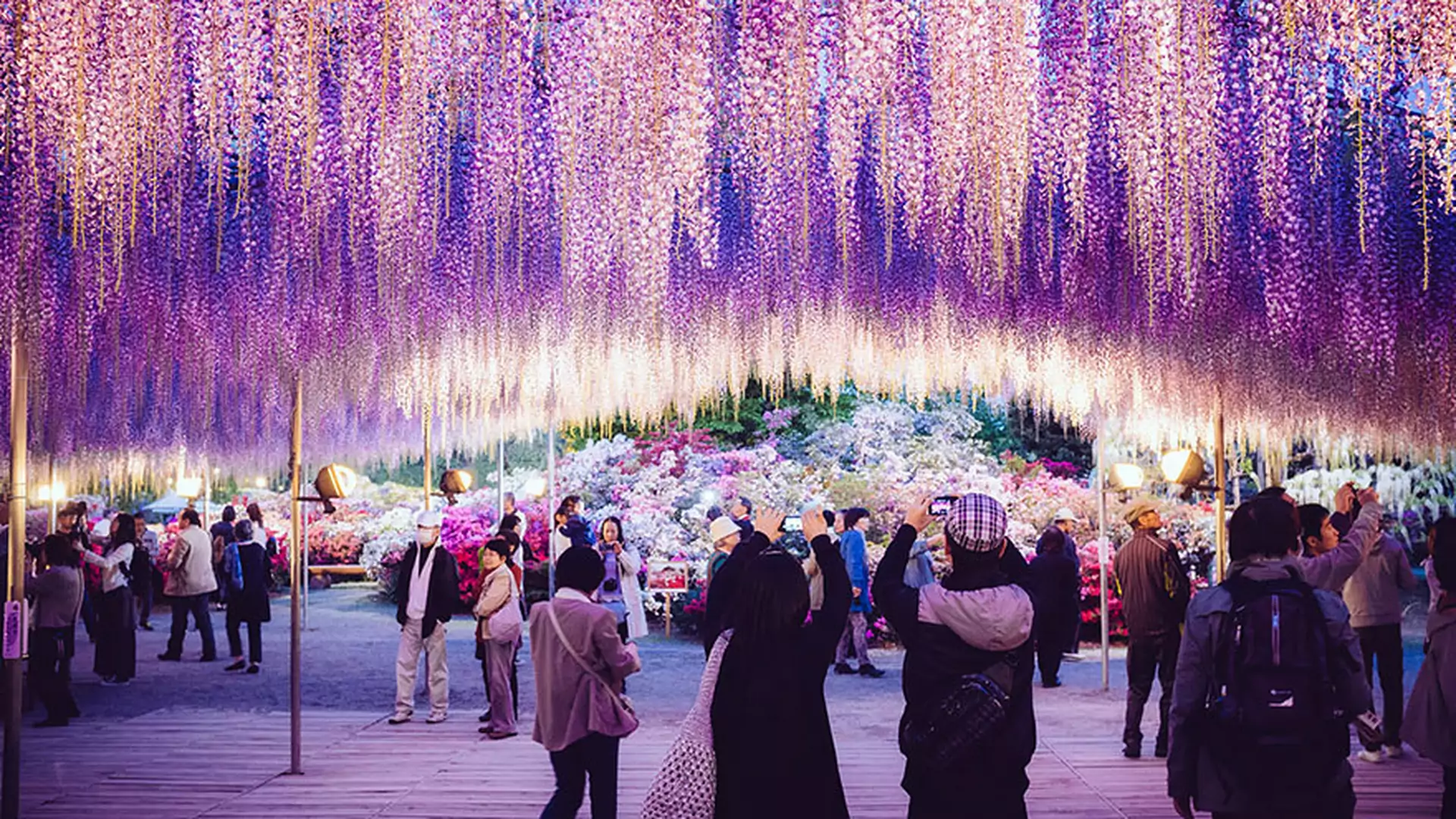 Japonia od kwietnia do maja to najpiękniejsze miejsce na ziemi. Odwiedź park Ashikaga
