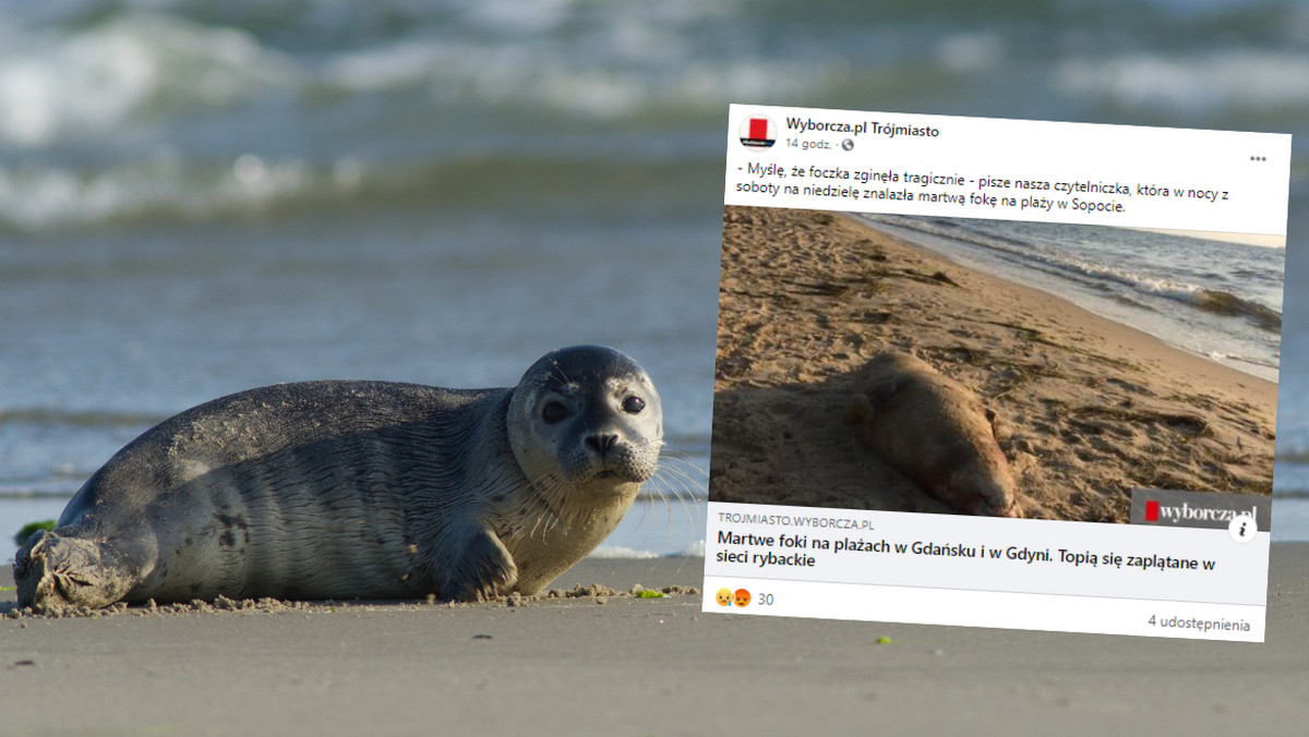 Bałtyk. Foki topią się zaplątane w sieci rybackie 