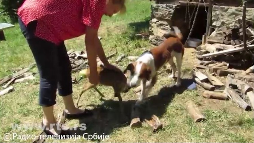 Pas i lane najbolji prijatelji