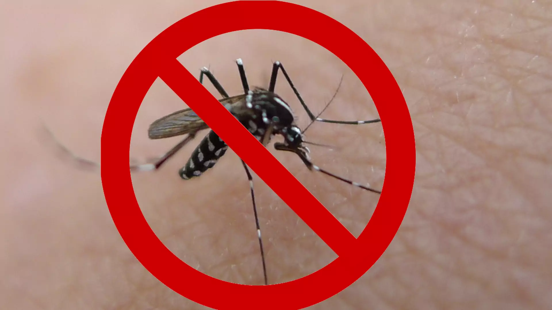 Co stałoby się, gdybyśmy zabili wszystkie komary na świecie?