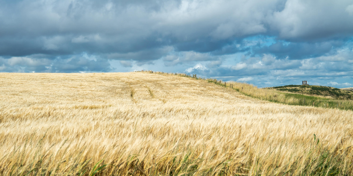 Czy wyrok wobec Monsanto wpłynie na przyszłość rolnictwa na świecie? 