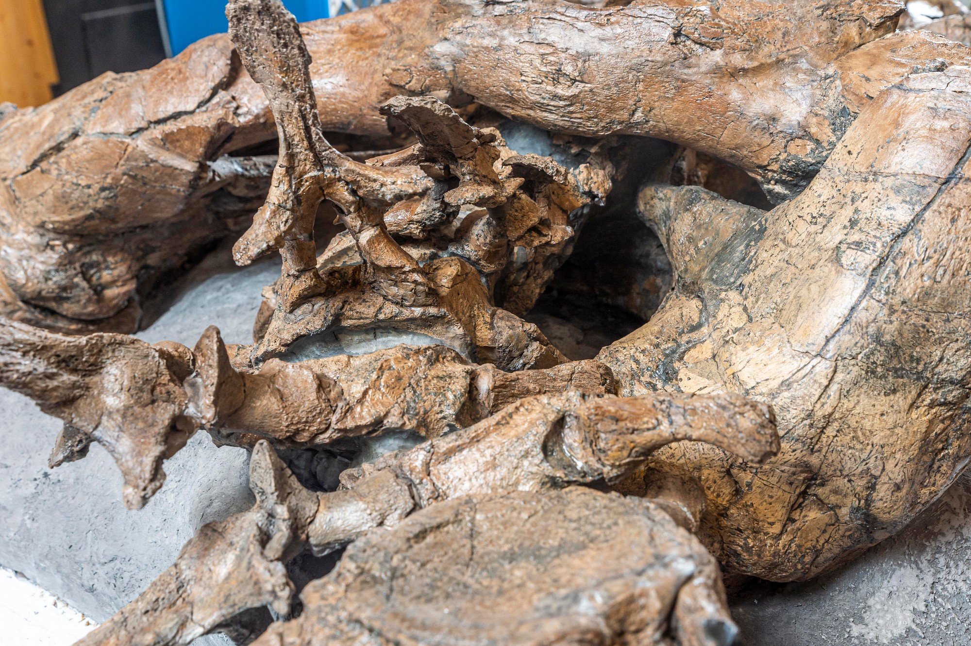 Britskí paleontológovia objavili lebku gigantického morského pliosaura.