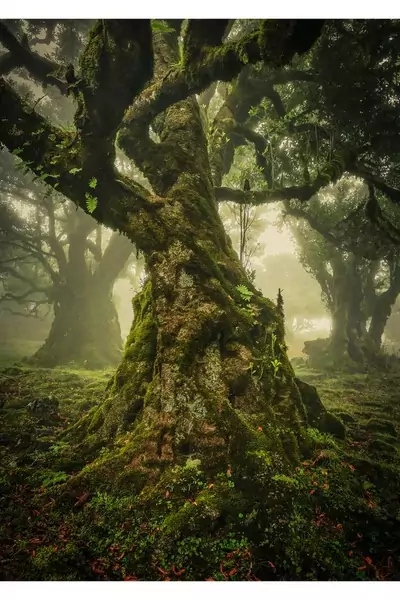 Anke Butawitsch (The Lone Tree)/International Landscape Photographer of the Year Awards 2019
