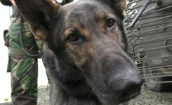 Psy polskiej armii – żołnierze gorszej kategorii