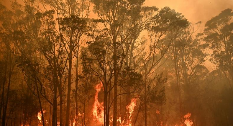 Australia's bushfires have swept through an area larger than Portugal