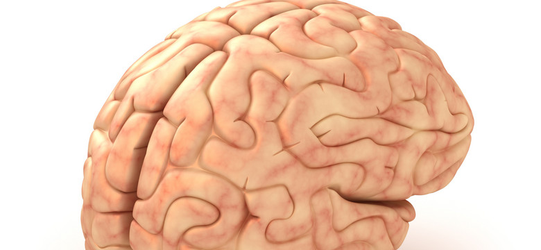 Powstała mapa rozwijającego się mózgu. Pomoże w leczeniu chorób