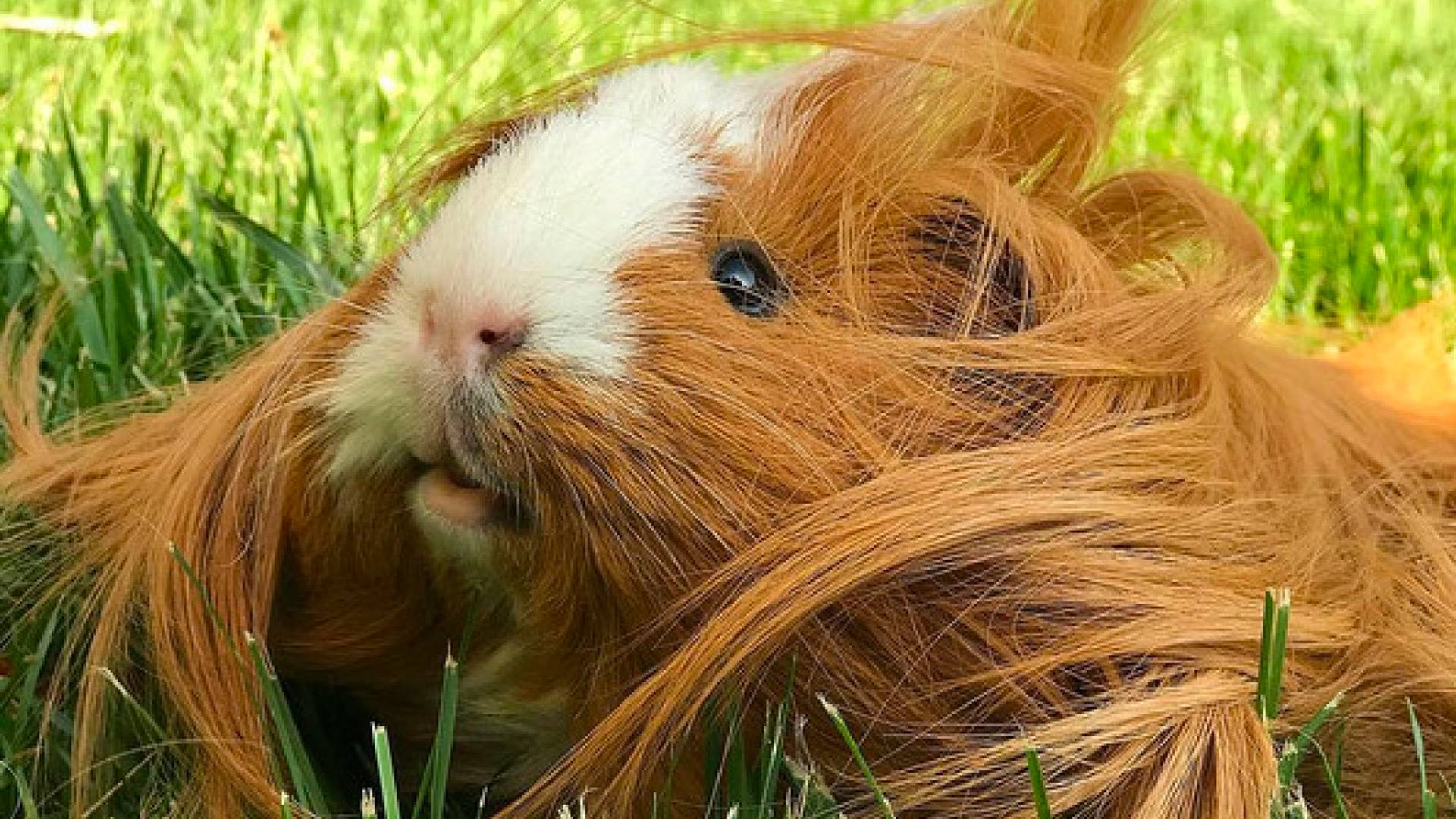 Diese Meerschweinchen haben schöneres Haar als du!
