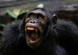 Ilustracija: šimpanza