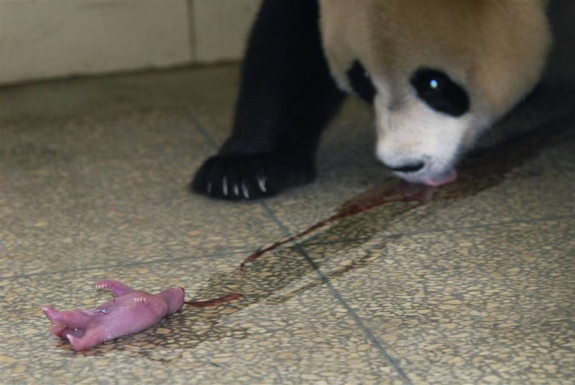 To różowe to mała panda!